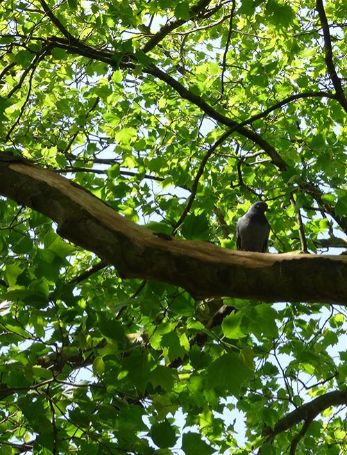 An infected branch previously pruned low in the crown on a plane near Regents Park, London.